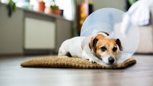 Köpeğinizin Yarasını Evde Dezenfekte Etmek