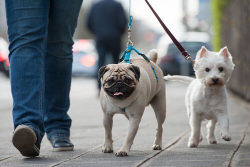 Köpeğinizle Yürüyüş: Yürüyüşleri Geliştirmek için 10 İpucu