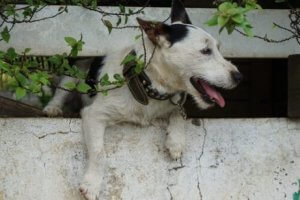 kopek dışarıda geziyor