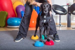 Köpeklerin Hafızası Kısa Süreli mi Uzun Süreli midir?
