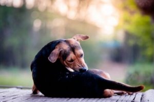 köpek kendini ısırıyor