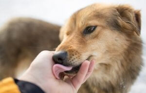 Köpek Korkusu: Çocuğum Köpeklerden Korkuyorsa Ne Yapmalıyım?