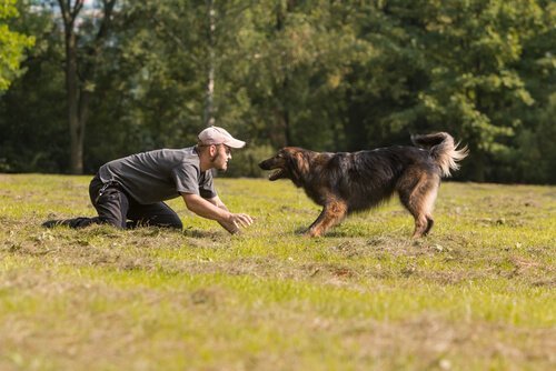 köpeğiyle parkta oyun oynayan adam