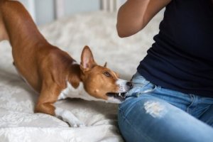 köpek pantolon ısırıyor