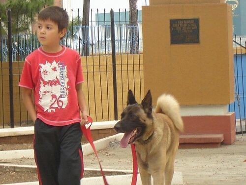 köpekler çocuklara öğretebilir