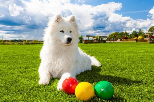köpeklerin hafızası nasıldır?