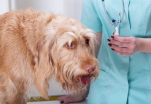 köpeğin ateşine bakılacak