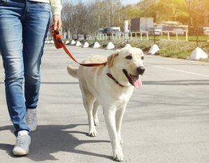 Köpekler için Sağlıklı Alışkanlıklar