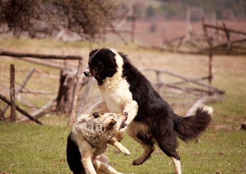 kavga eden köpekler