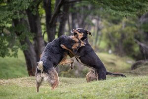 köpekler çayırda kavga ediyor