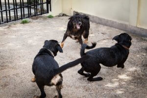 İspanyol Polisi 230 Köpeği Köpek Dövüşünden Kurtardı