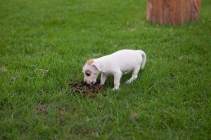 Köpeklerde Dışkı Yeme Rahatsızlığının Tedavisi