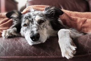 Köpeklerde İshali Durdurmak İçin 10 Adım