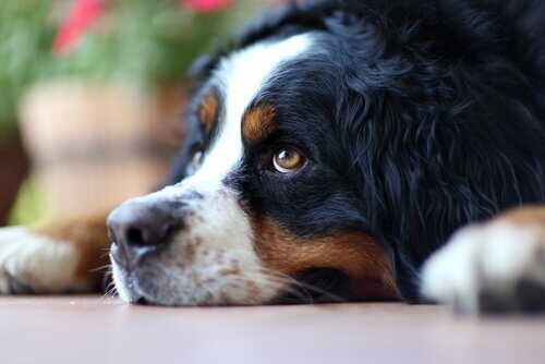 ishal köpeklere yedirmeniz gerekenler