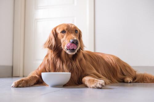 köpekler için kalp sağlıklı beslenme)