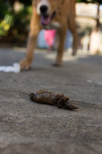 köpeklerde dışkı yeme rahatsızlığı