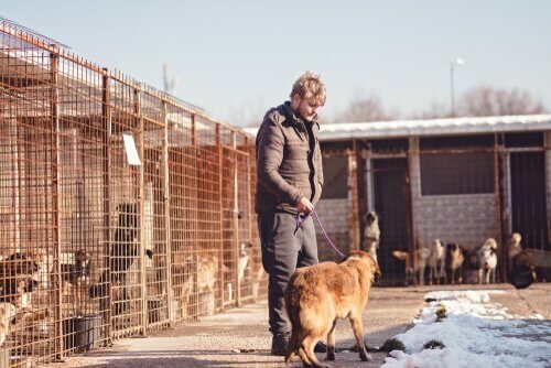 köpekleri yürüyüşe çıkarmak