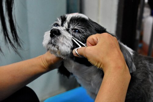 köpeklerin göz altı tüylerini kesmek