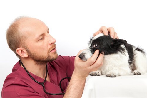Köpeklerin Gözlerini Temizlemek İçin İpuçları
