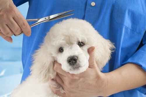 tüyleri kesilmemesi gereken köpek cinsleri