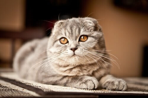 kulaksız Scottish fold kedi türü ve egzotik kedi türleri