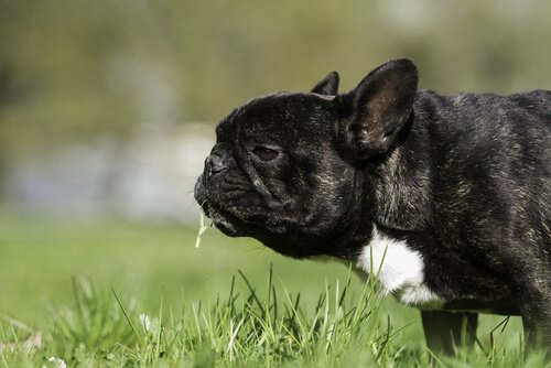 kusan köpek