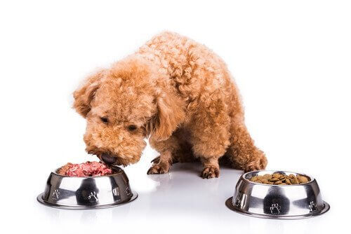 Köpeğinize Sağlayabileceğiniz Doğal Besinler