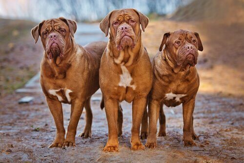 üç iri Fransız mastiff köpek ve molosser