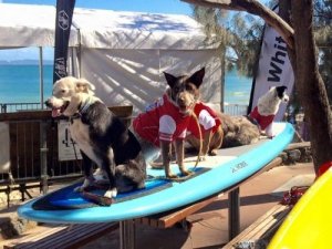 Noosa Sörf Festivali: Köpekler ve Sahipleri İçin Bir Spor