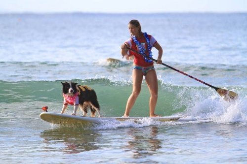 noosa sörf festivalinde sahibiyle sörf yapan köpek