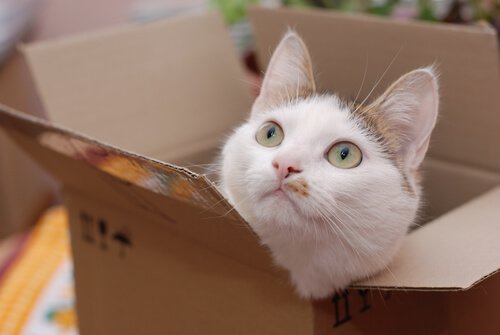 kediler ve karton kutular