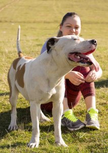 Bir Zamanların 'Dadı Köpekleri': Pitbullar