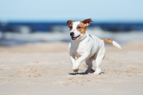 plajda koşan küçük köpek