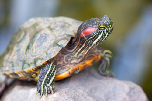 renkli kaplumbağa ve kaplumbağanın yaşı