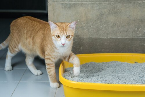 kum kabına yaklaşan sarı kedi