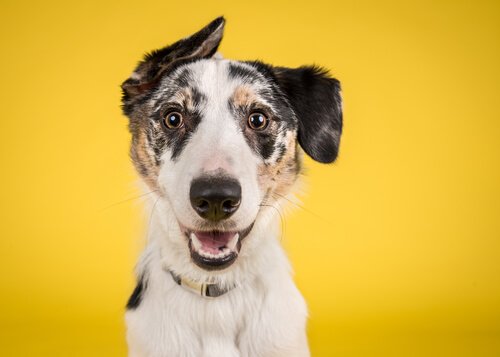 sarı köpek projesi nedir