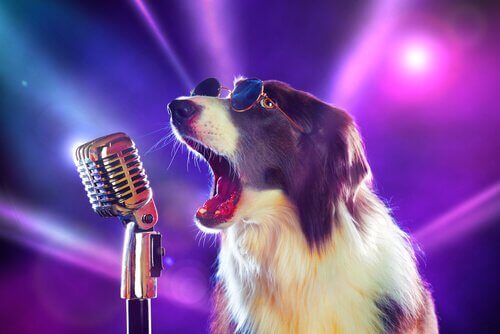 Köpekler Hakkında Duymadığınız 8 Şarkı