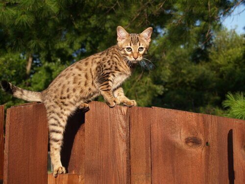 savan kedisi çitlerin üstünden atlamaya çalışıyor