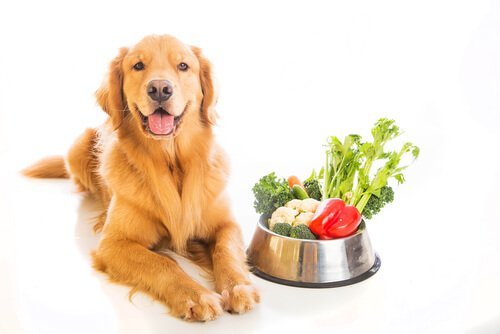 oturan köpek ve doğal besinler