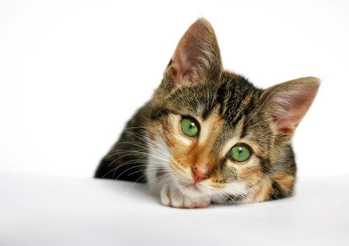 yeşil gözlü sevimli kedi