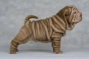 Shar Pei Köpeklerinin Neden Bu Kadar Çok Kırışıklığı Var?