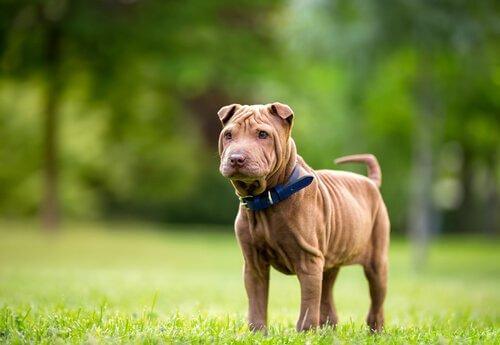 kırışık shar pei köpeği