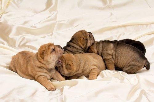 shar pei yavruları