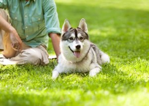 Sürünün Lideri Siz Misiniz?