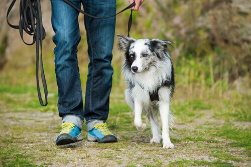 sürünün lideri olan adam ve köpeği
