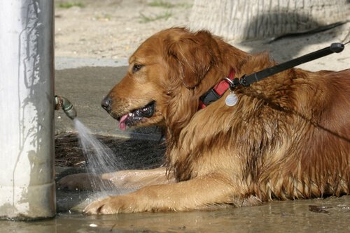 susamış su içen köpek