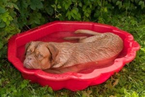 Köpekler Terleyebilir mi?
