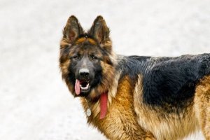 Bir Köpek Felç Geçirince Ne Yapmalı