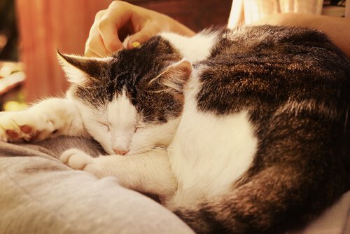 kucakta uyuyan iki renkli kedi ve kedilerde yaşlılık bunaması