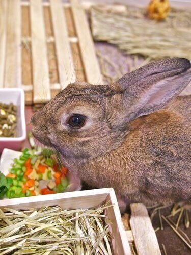 evcil hayvan olarak evde tavşan beslemek